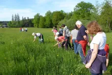 Wildkräuterwanderung ins Gmöser Moor