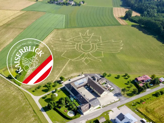Kaiseradler im nördlichsten Maisfeld der Kulturhauptstadt-Region Salzkammergut 2024 in Vorchdorf